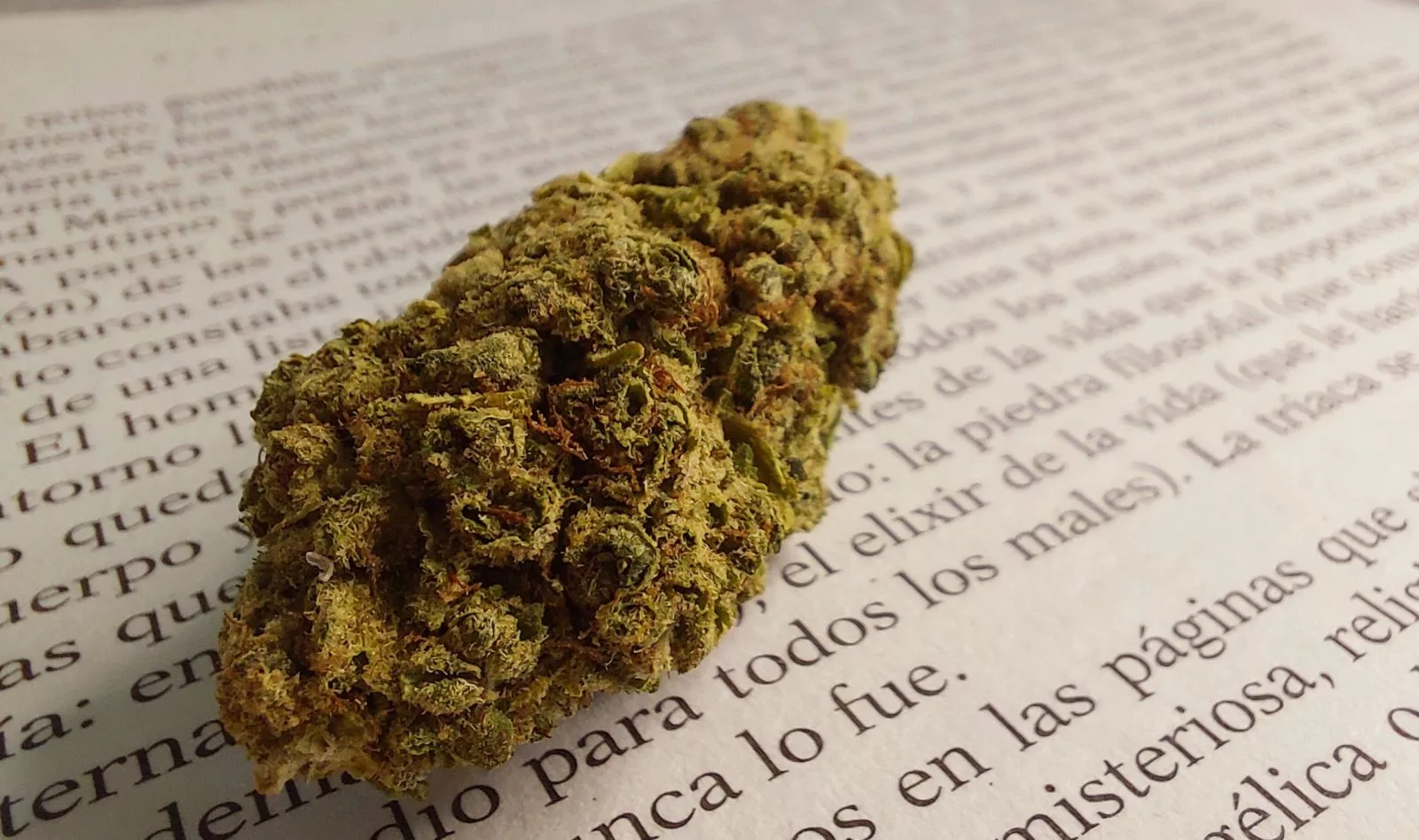 Comprar Amnesia indoor De CBD Cultivo Hidropónico