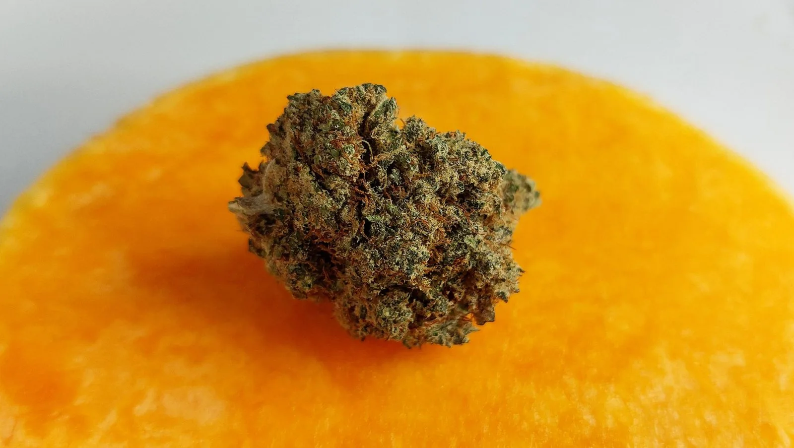 Flores Mango Tropical CBD