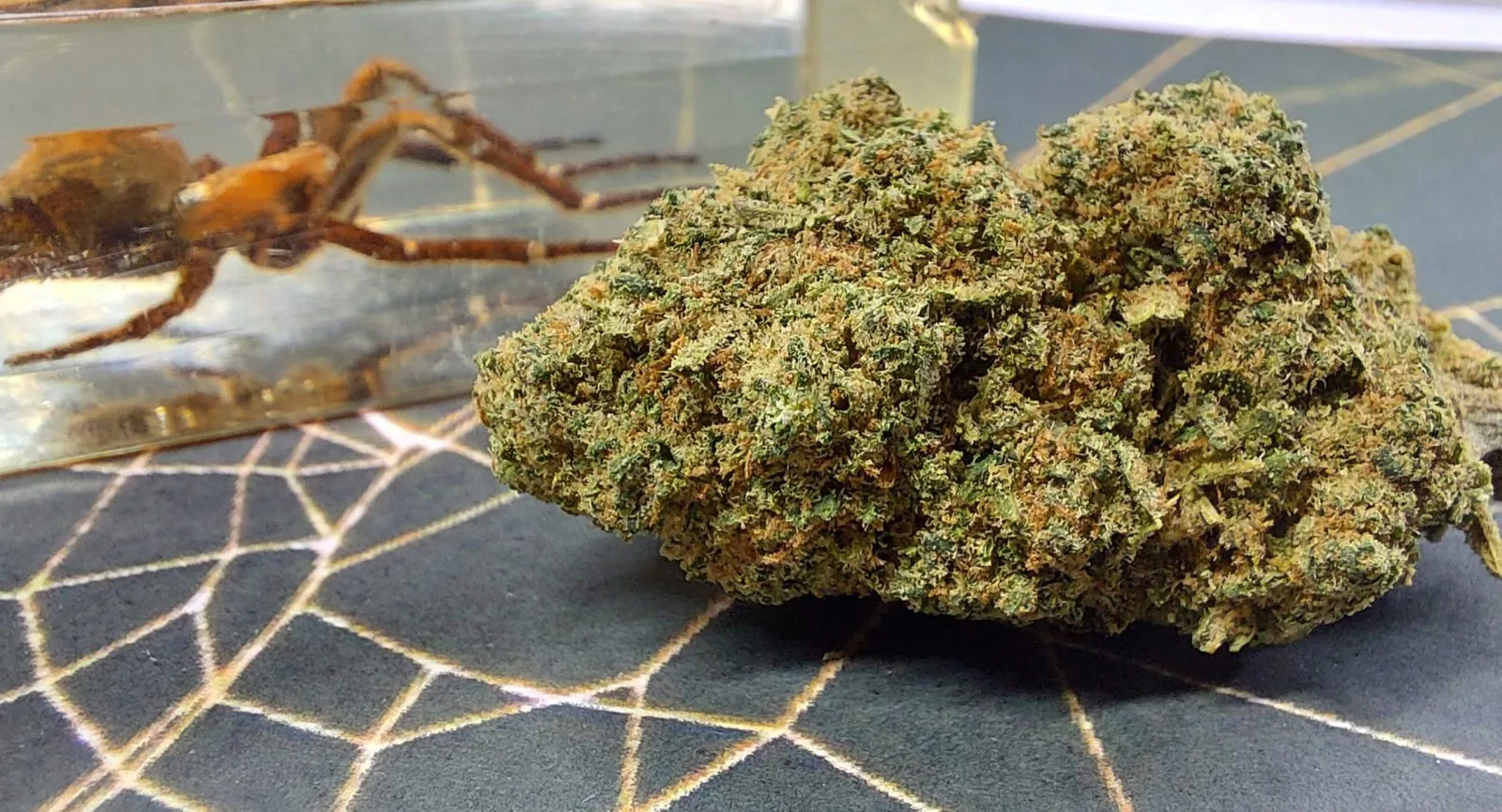 White Widow De CBD Indoor